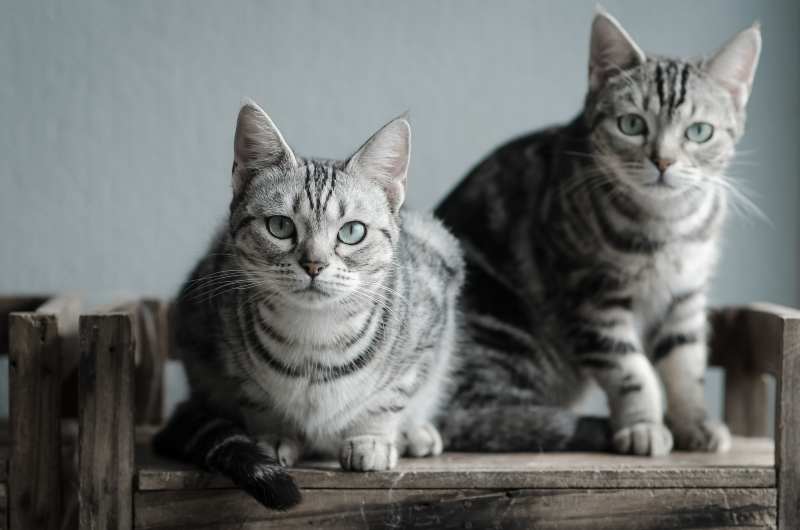 gatos atigrados american shorthair