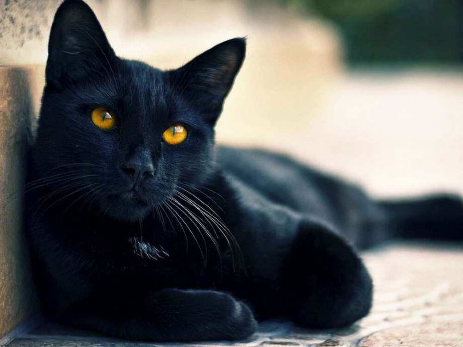 gatos negros bombay