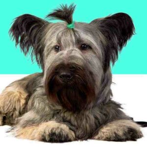 Skye Terrier: El elegante y leal perro escocés