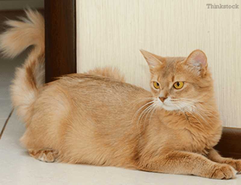 gato somalí de ojos dorados