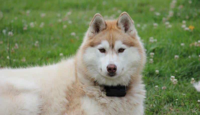 Alaskan Malamute rojo sobre un fondo verde, un parque 