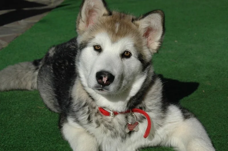 detalles del Alaskan Malamute sentado mirando hacia arriba