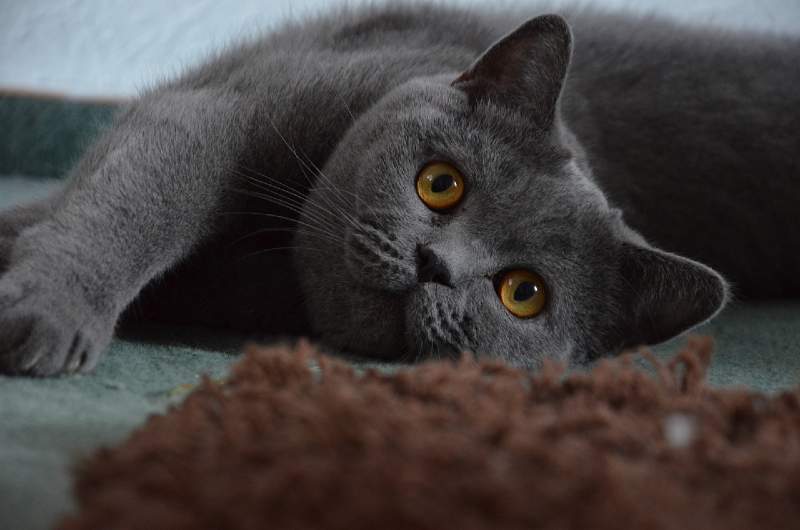 gatos grises - british shorthair