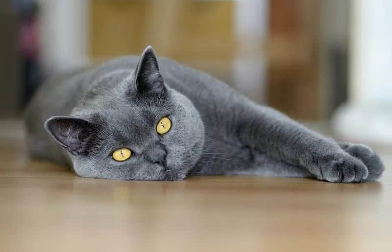 gatos grises chartreux