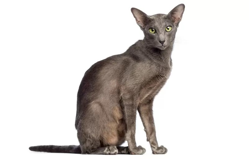 gatos grises gato oriental 