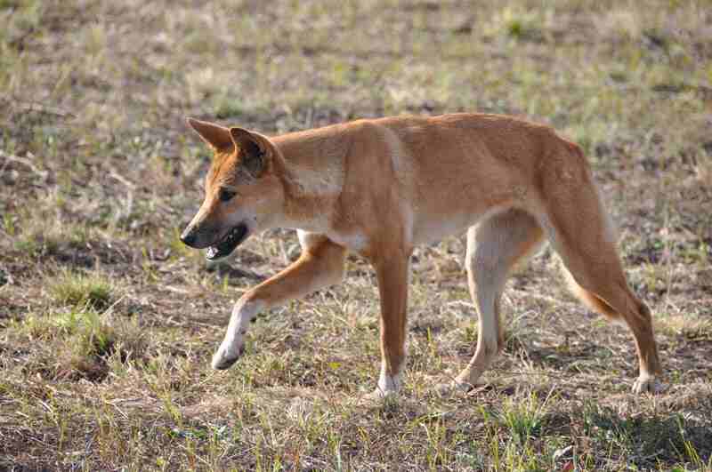 perro australiano dingo