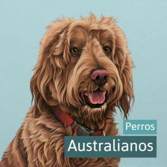 perros australianos