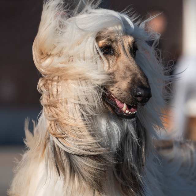 perros de pelo largo