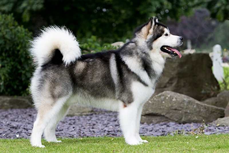 Alaskan Malamute parado sobre fondo verde