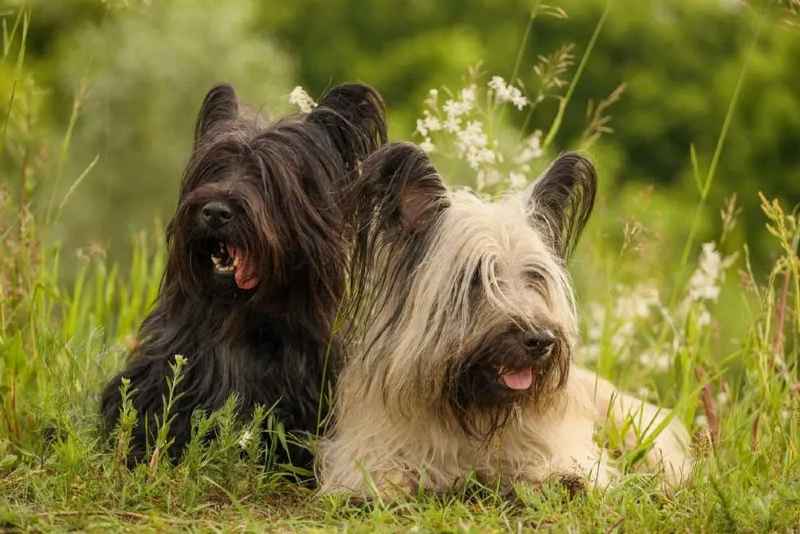 perros de pelo largo skye terrier