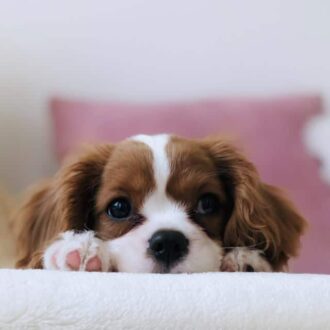 primeros días cachorro en casa