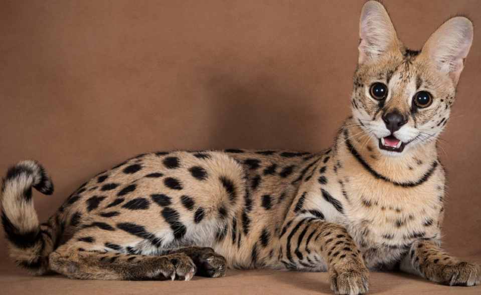 Idear Abandono Reanimar 10 Gatos gigantes para amantes de razas de gatos grandes | Smylepets