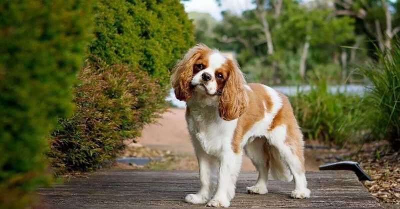 razas perros de terapia cavalier king charles