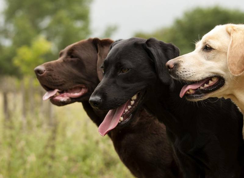 razas perros de terapia labrador