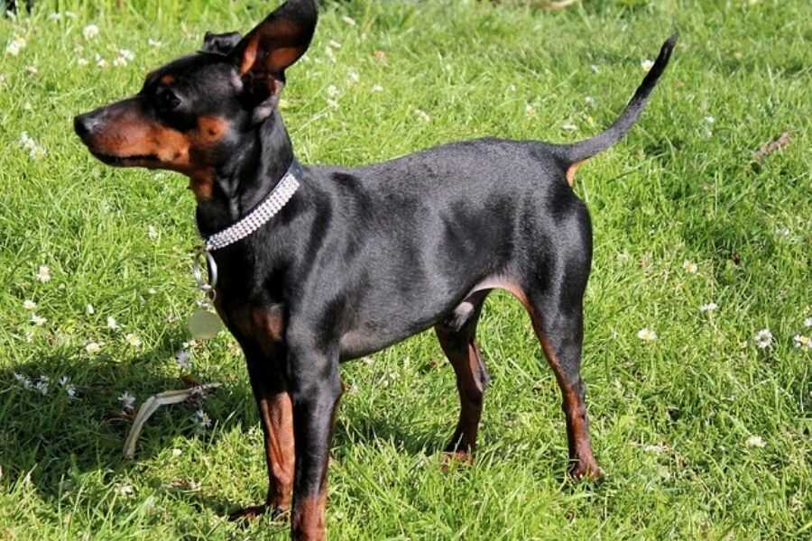 Pinscher Miniatura de costado parado en un parque verde