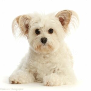 Pomapoo: Un perro pequeño ideal para hogares tranquilos