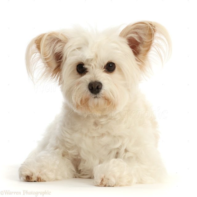 Pomapoo: Un perro pequeño ideal para hogares tranquilos