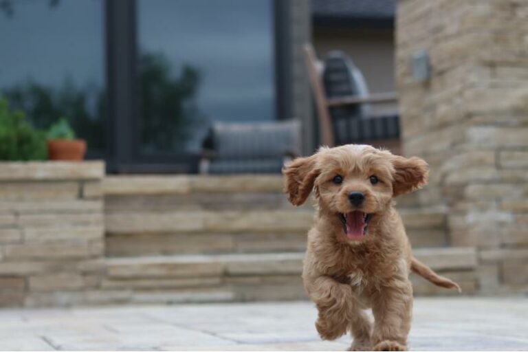Cavapoo: Un pequeño híbrido, cariñoso y de pelaje esponjoso | Smylepets