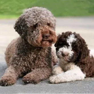 lagotto romagnolo