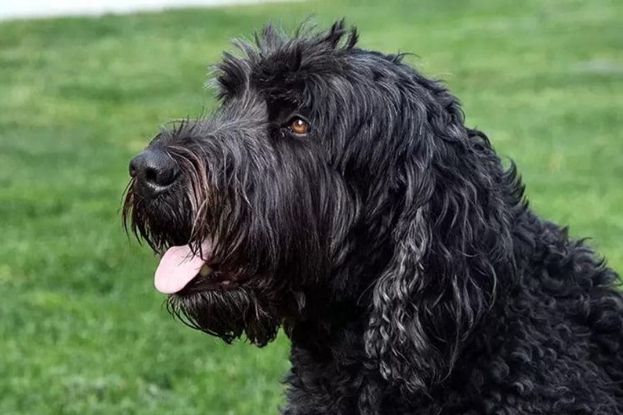 perros guardianes - Terrier ruso negro