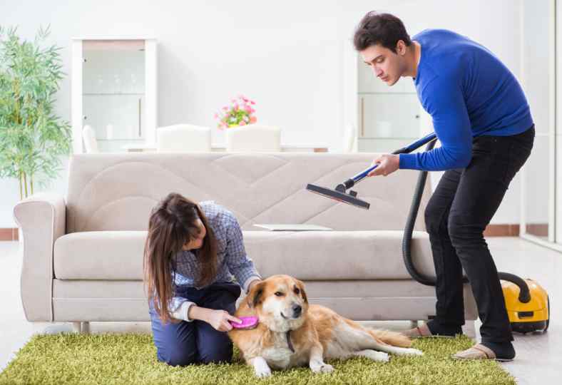 limpieza de alfombras dueños de mascotas