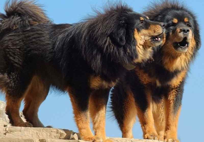 Mast n Tibetano El Adorable Gigante Dogo Del Tibet Smylepets Mast n Tibetano El Adorable Gigante Dogo Del Tibet Smylepets