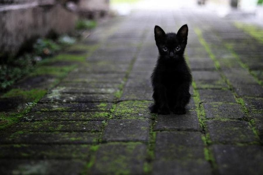 Nombres para gatos negros