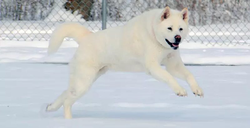 perros blancos grandes Akita Inu