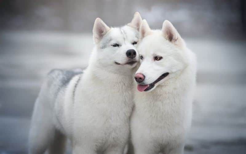 perros blancos husky siberiano