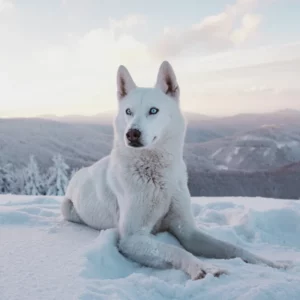 Perros blancos: Razas  más comunes con manto color nieve