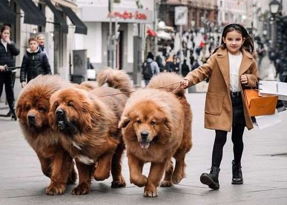 perros dogo del tibet
