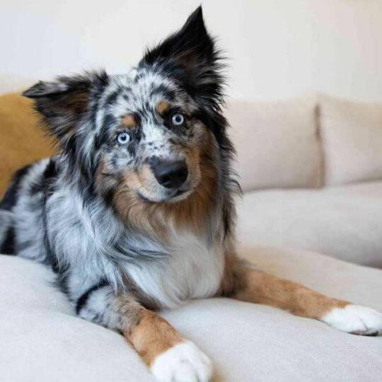 Perros con ojos azules: 10 Razas con la mirada más seductora