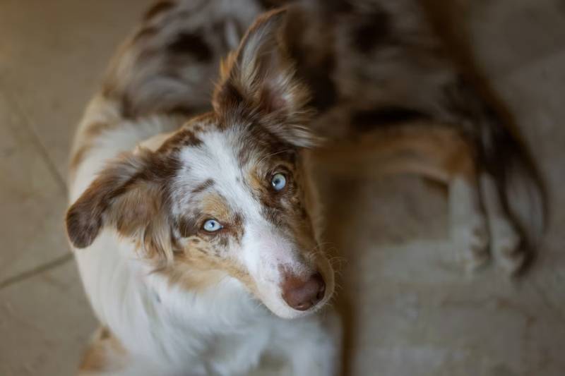 perros ojos azules - border collie