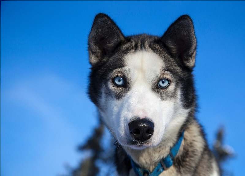 perros ojos azules husky siberiano