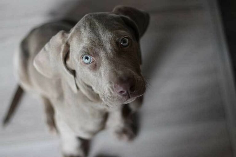 Perros con ojos azules: 10 Razas con la mirada más seductora | Smylepets