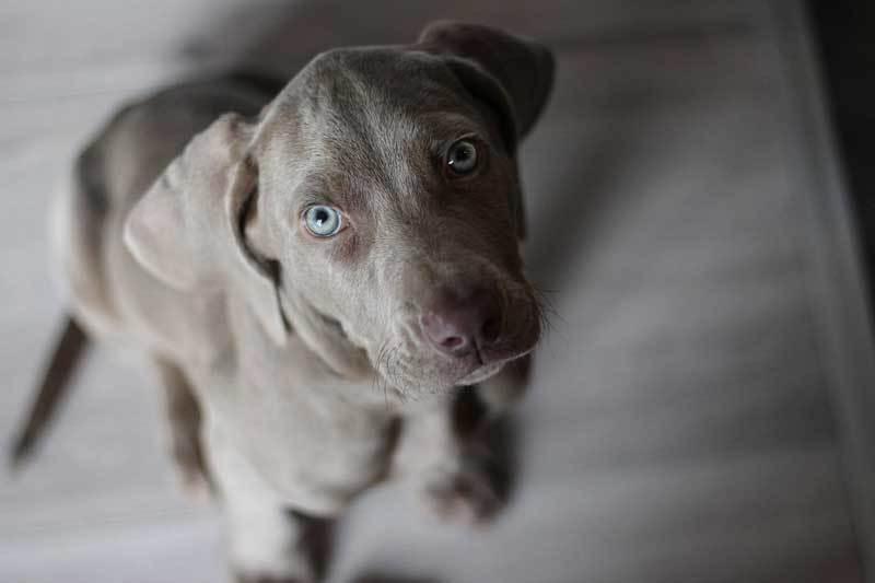 perros ojos azules Weimaraner