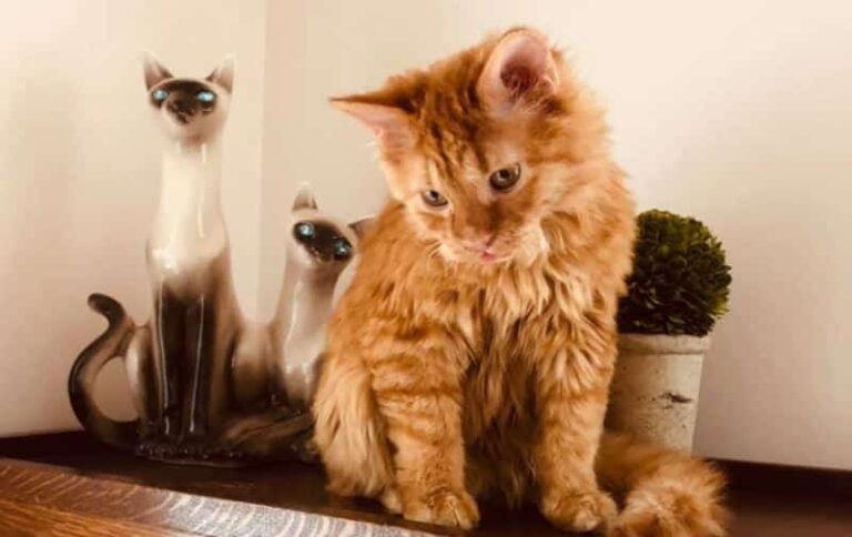 Tennessee Rex, un gato único de pelo rizado satinado | Smylepets