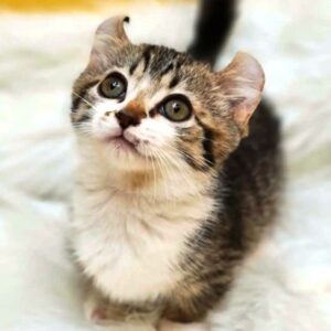 Gatos enanos: 9 Razas de gatos Munchkin de patas cortas