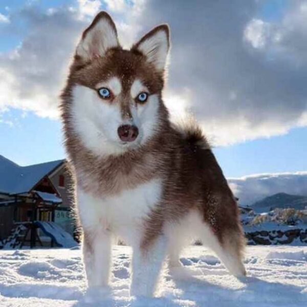 alaskan klee kai