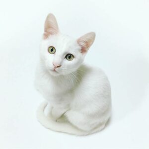 Gatos blancos: Razas esponjosas como el algodón