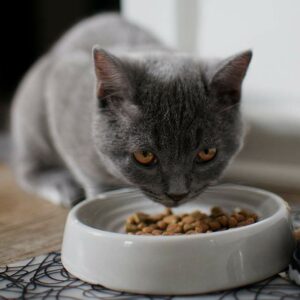 Pienso hipoalergénico para gatos, ¿Cuál comprar?