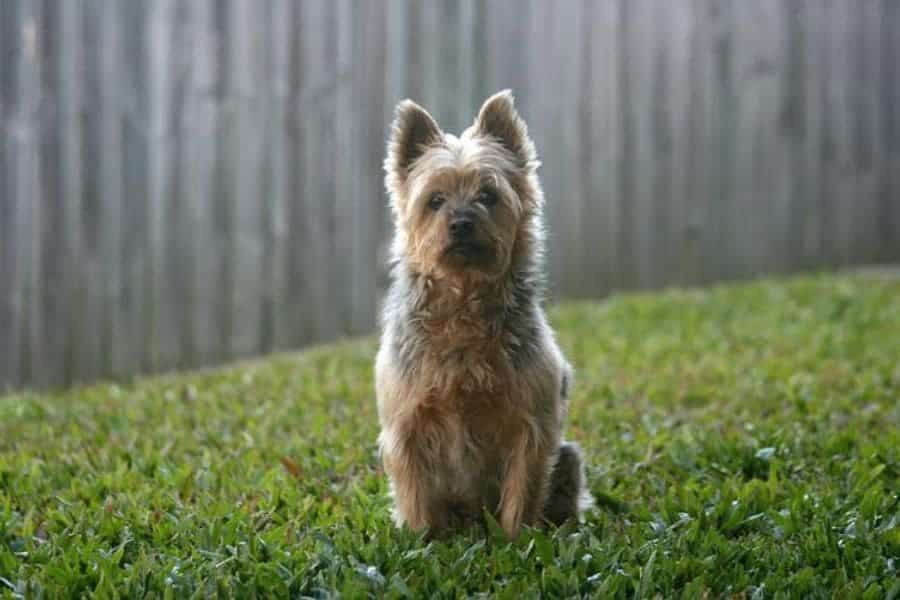 perros pequeños para nños - Australian terrier