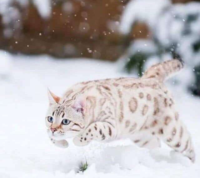 Gato Bengalí blanco: El doméstico leopardo de las nieves