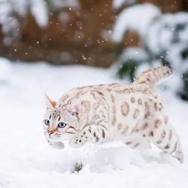 Bengalí blanco: doméstico leopardo de las nieves | Smylepets