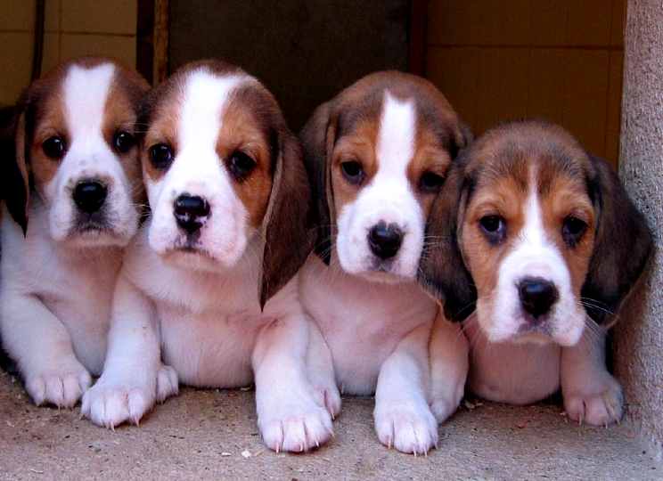 comprar beagle criadero girona