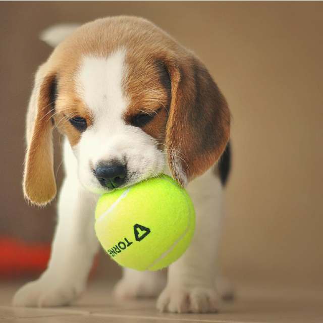 comprar un beagle