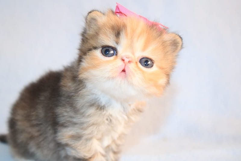 comprar gatito persa con pedigri