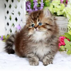 Comprar un gato persa: Precio y mejores criaderos