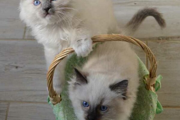 Comprar un gato: Razas más buscadas y mejores criaderos