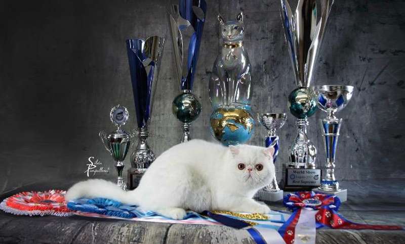 criadero de gato persa en españa